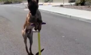 Cachorro andando de patinete